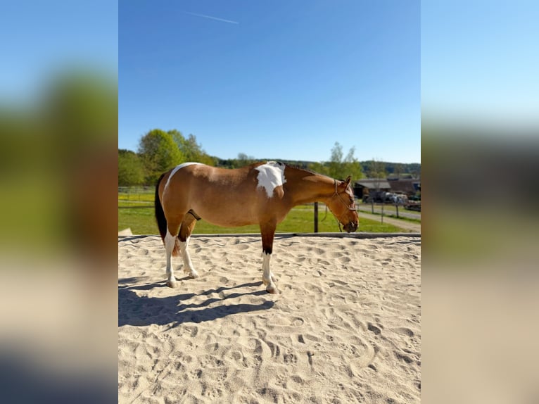American Paint Horse Ruin 7 Jaar 150 cm Tobiano-alle-kleuren in Waidhofen thaya