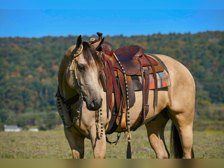 American Paint Horse Ruin 7 Jaar 152 cm Buckskin in Rebersburg