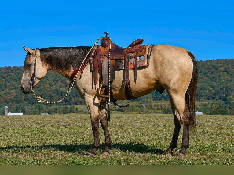 American Paint Horse Ruin 7 Jaar 152 cm Buckskin in Rebersburg