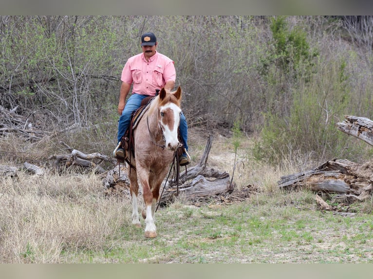 American Paint Horse Ruin 7 Jaar 152 cm Roan-Red in Stephenville TX