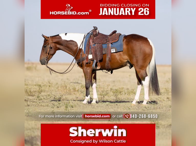 American Paint Horse Ruin 7 Jaar 152 cm Tobiano-alle-kleuren in Congress