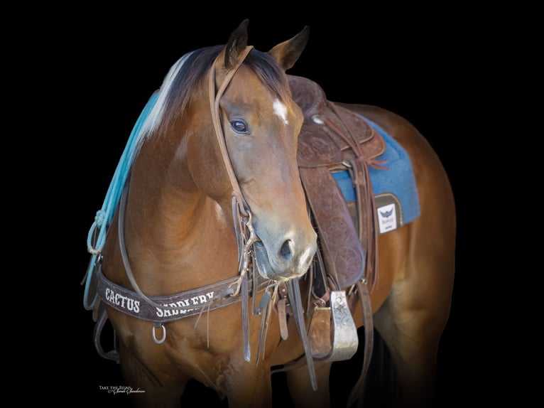 American Paint Horse Ruin 7 Jaar 152 cm Tobiano-alle-kleuren in Congress