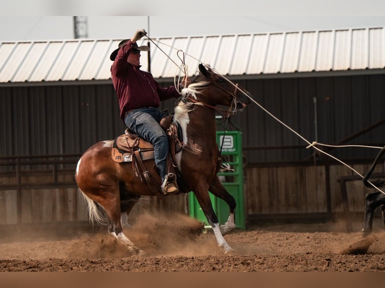 American Paint Horse Ruin 7 Jaar 152 cm Tobiano-alle-kleuren in Congress