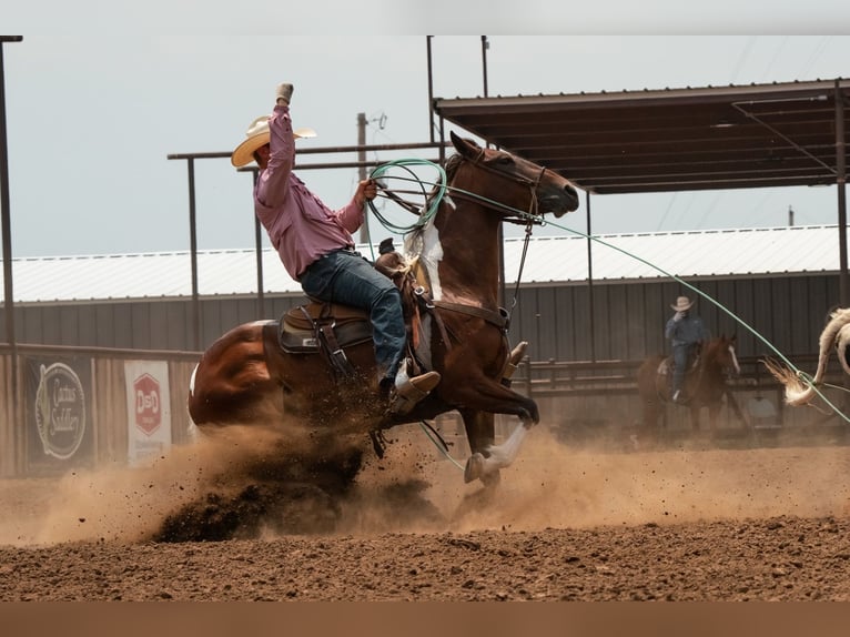 American Paint Horse Ruin 7 Jaar 152 cm Tobiano-alle-kleuren in Congress