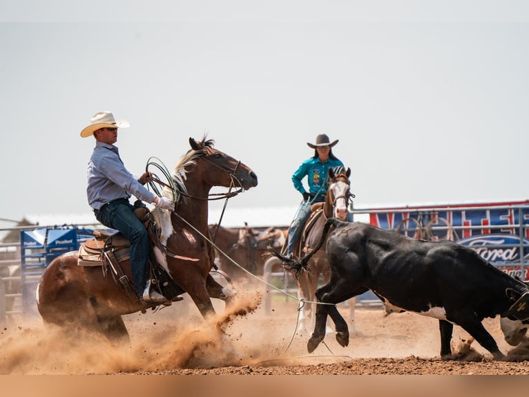 American Paint Horse Ruin 7 Jaar 152 cm Tobiano-alle-kleuren in Congress