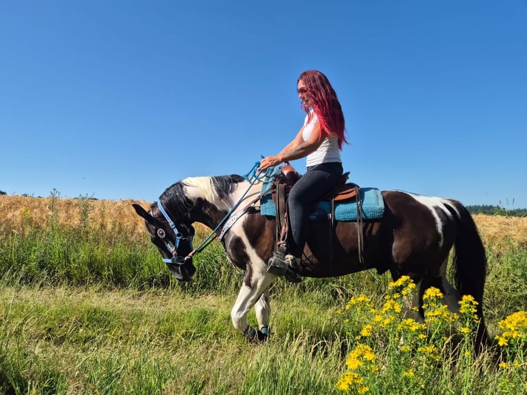 American Paint Horse Mix Ruin 7 Jaar 155 cm Gevlekt-paard in Linkenbach
