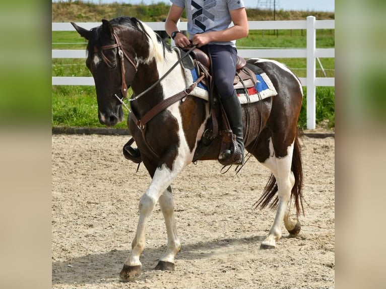 American Paint Horse Mix Ruin 7 Jaar 155 cm Gevlekt-paard in Linkenbach