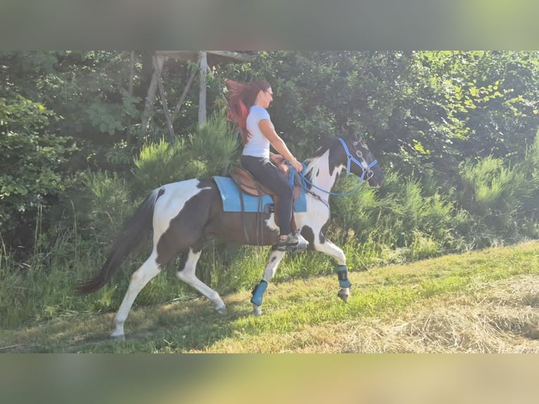 American Paint Horse Mix Ruin 7 Jaar 155 cm Gevlekt-paard in Linkenbach