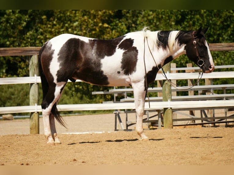 American Paint Horse Ruin 7 Jaar 155 cm Gevlekt-paard in Fresno