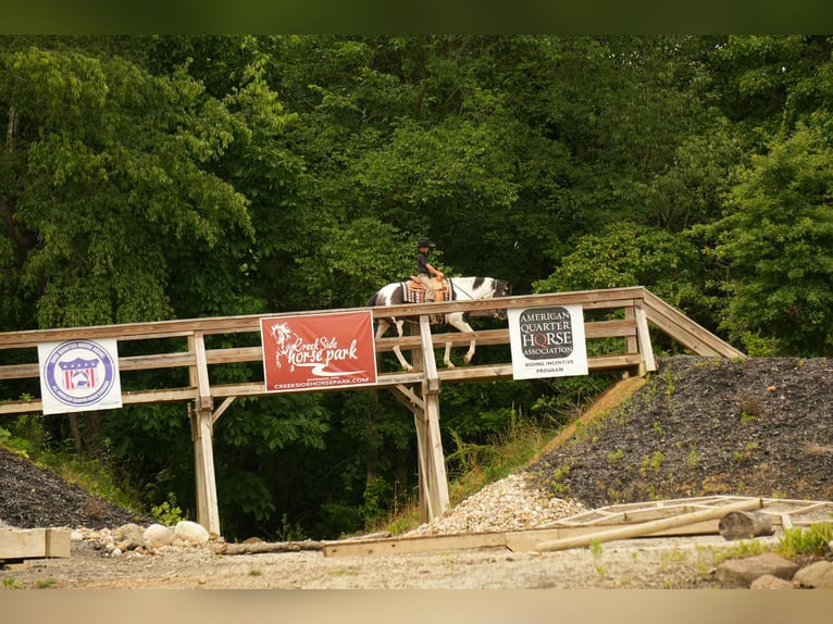 American Paint Horse Ruin 7 Jaar 155 cm Gevlekt-paard in Fresno