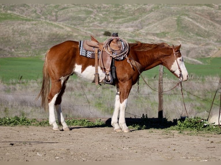American Paint Horse Ruin 7 Jaar 155 cm Overo-alle-kleuren in King City CA