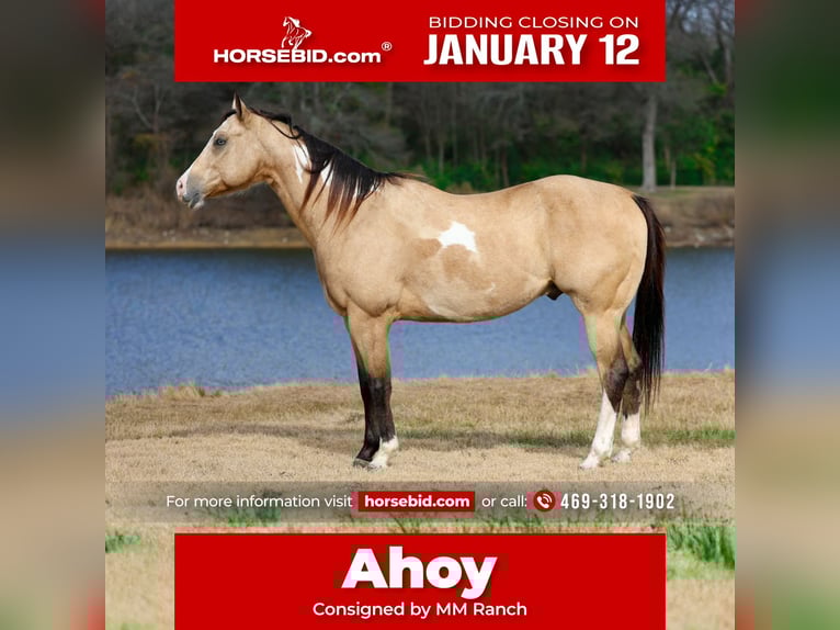 American Paint Horse Ruin 7 Jaar 157 cm Buckskin in Forney
