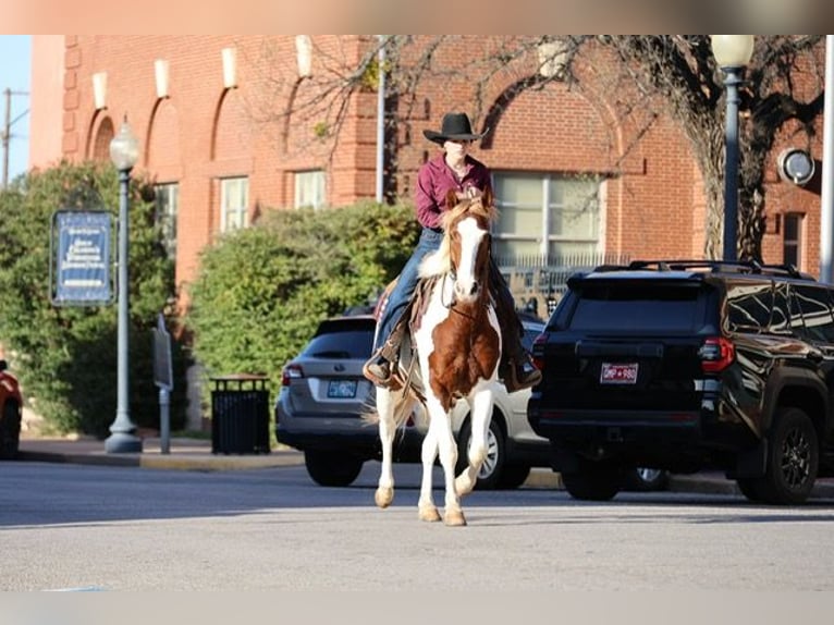 American Paint Horse Ruin 7 Jaar 157 cm Gevlekt-paard in Ripley