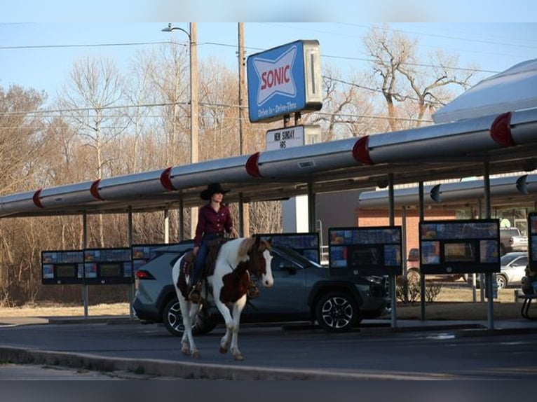American Paint Horse Ruin 7 Jaar 157 cm Gevlekt-paard in Ripley