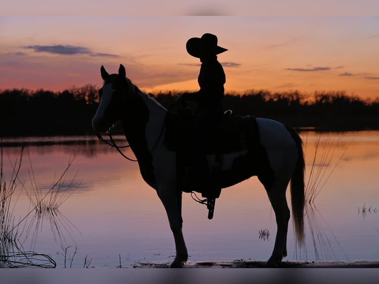 American Paint Horse Ruin 7 Jaar 157 cm Gevlekt-paard in Ripley