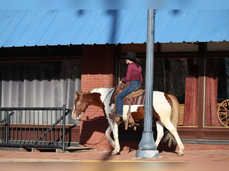 American Paint Horse Ruin 7 Jaar 157 cm Gevlekt-paard in Ripley