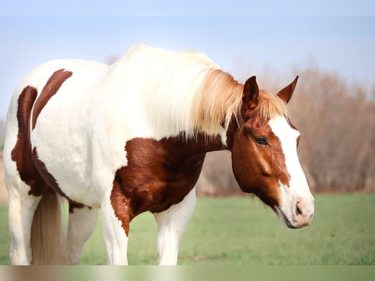 American Paint Horse Ruin 7 Jaar 157 cm Gevlekt-paard in Ripley