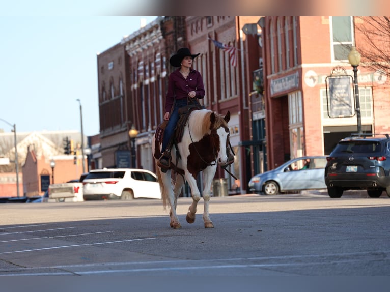 American Paint Horse Ruin 7 Jaar 157 cm Gevlekt-paard in Ripley