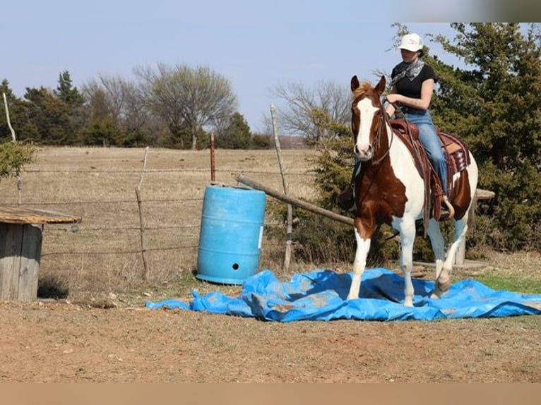 American Paint Horse Ruin 7 Jaar 157 cm Gevlekt-paard in Ripley