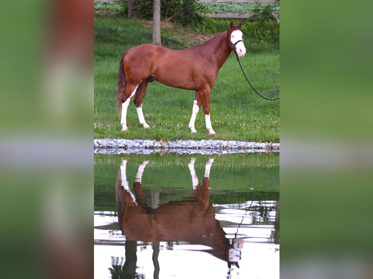 American Paint Horse Ruin 7 Jaar 157 cm Roodvos in Lebanon