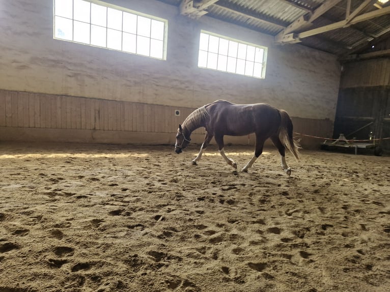 American Paint Horse Ruin 7 Jaar 158 cm Vos in Landshut