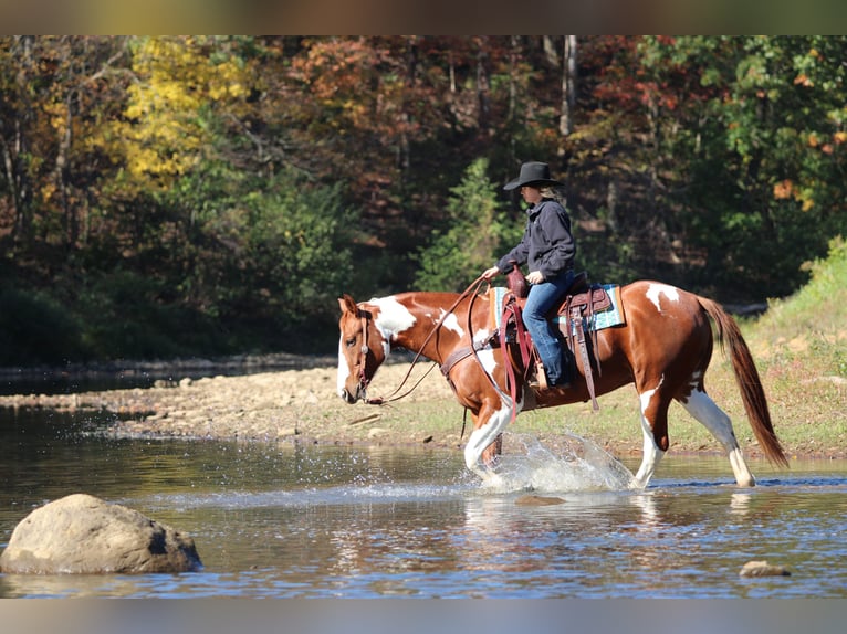 American Paint Horse Ruin 7 Jaar 168 cm Gevlekt-paard in Morriston