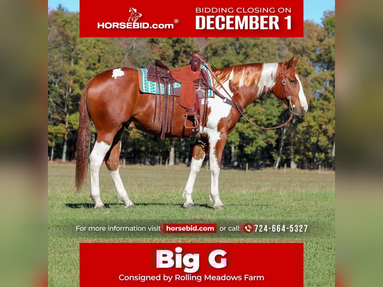 American Paint Horse Ruin 7 Jaar 168 cm Gevlekt-paard in Morriston