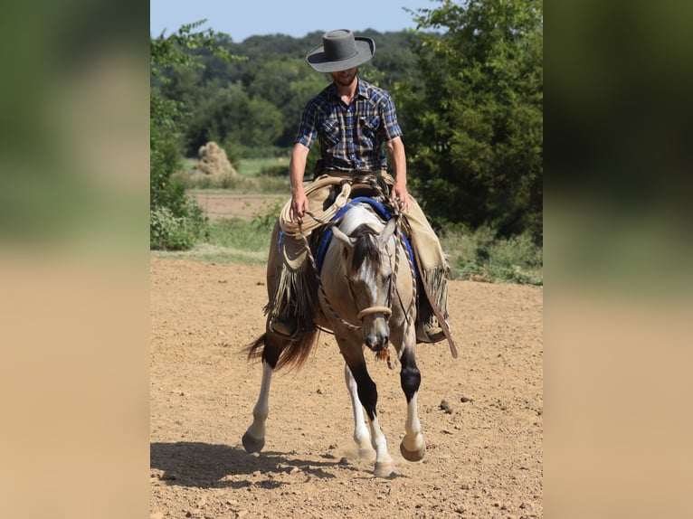 American Paint Horse Ruin 7 Jaar Buckskin in Mccurtain