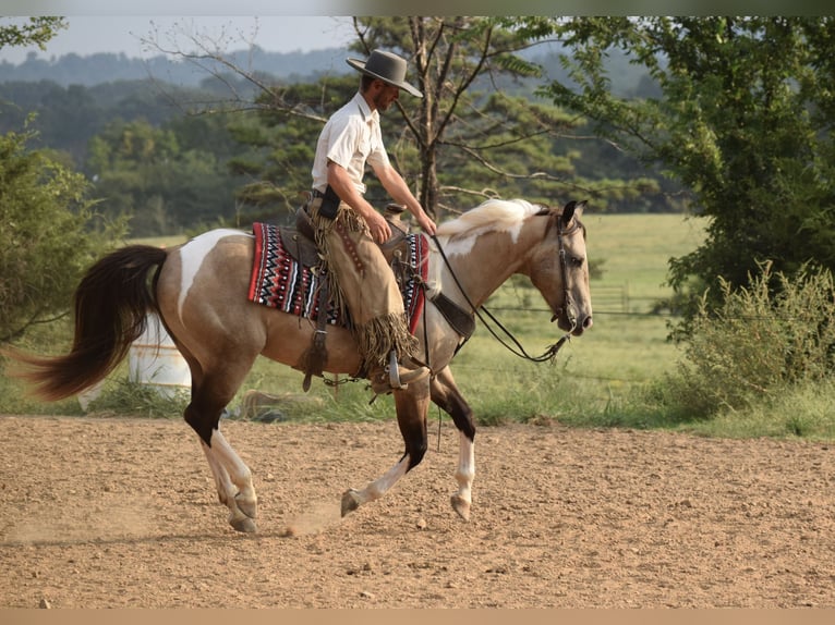 American Paint Horse Ruin 7 Jaar Buckskin in Mccurtain