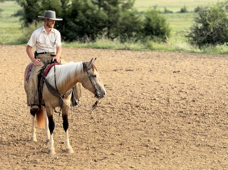 American Paint Horse Ruin 7 Jaar Buckskin in Mccurtain