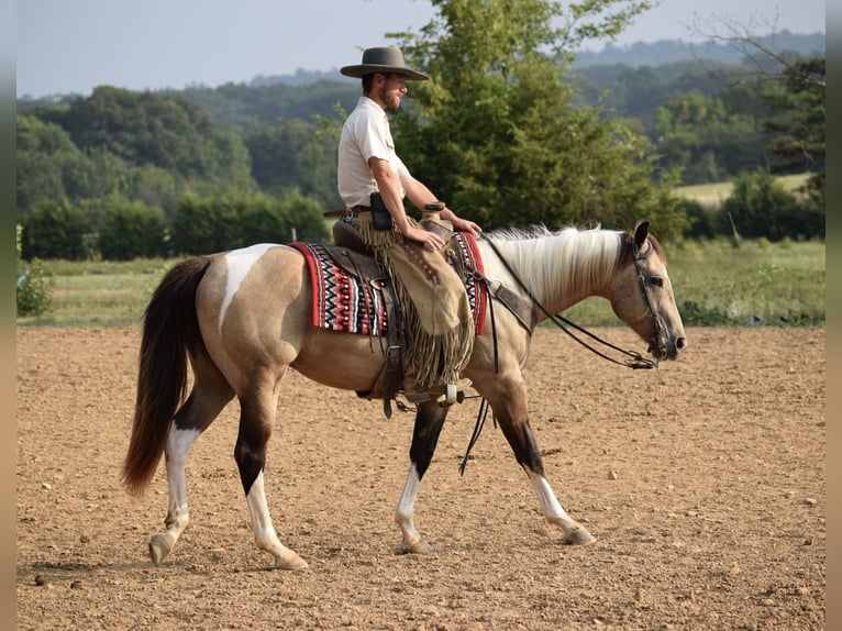 American Paint Horse Ruin 7 Jaar Buckskin in Mccurtain