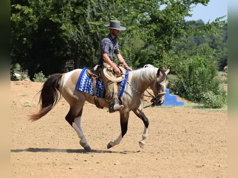 American Paint Horse Ruin 7 Jaar Buckskin in Mccurtain