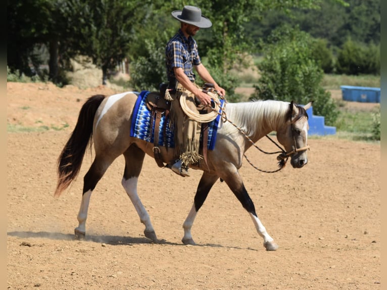 American Paint Horse Ruin 7 Jaar Buckskin in Mccurtain