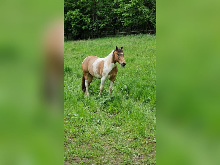 American Paint Horse Ruin 7 Jaar Buckskin in Steinbach am Glan