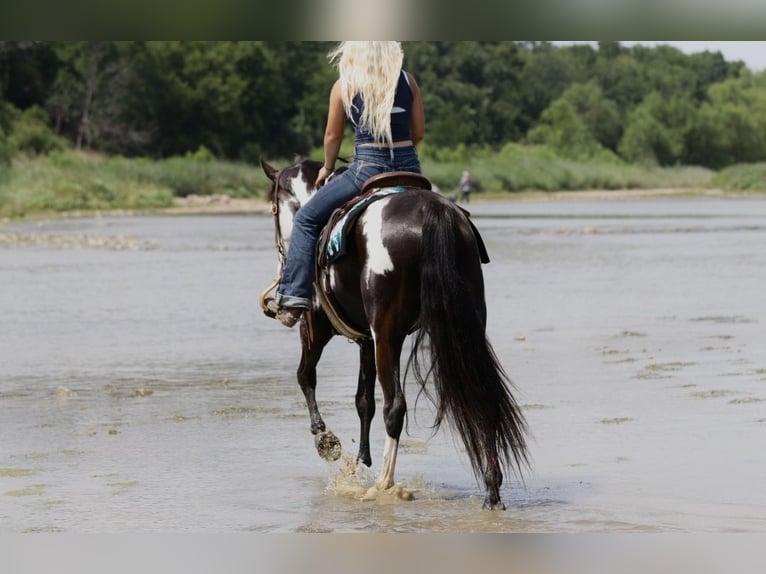 American Paint Horse Ruin 7 Jaar Gevlekt-paard in Mineral Wells