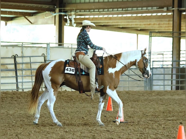 American Paint Horse Ruin 7 Jaar Gevlekt-paard in Forney