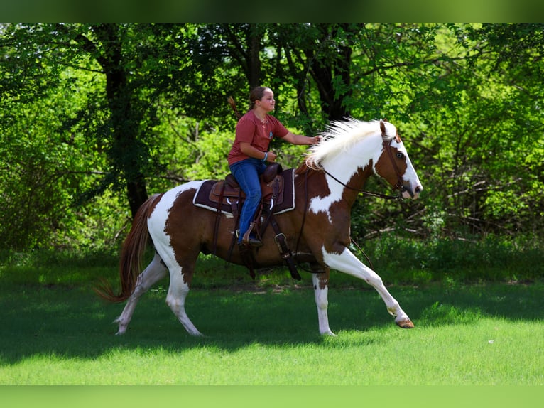 American Paint Horse Ruin 7 Jaar Gevlekt-paard in Forney