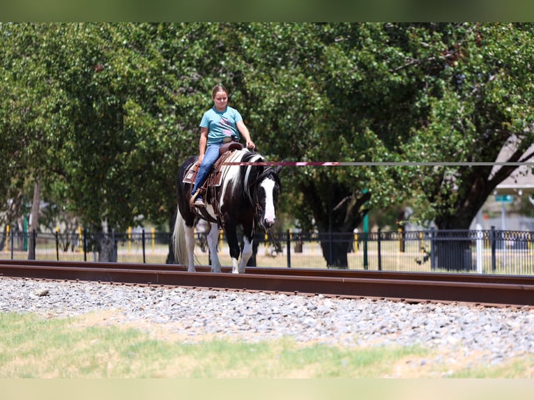 American Paint Horse Mix Ruin 7 Jaar Gevlekt-paard in Terrell