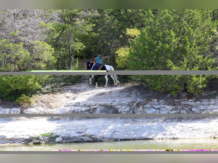 American Paint Horse Mix Ruin 7 Jaar Gevlekt-paard in Terrell