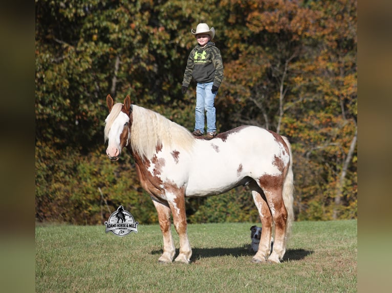 American Paint Horse Ruin 7 Jaar Overo-alle-kleuren in Mount Vernon, KY
