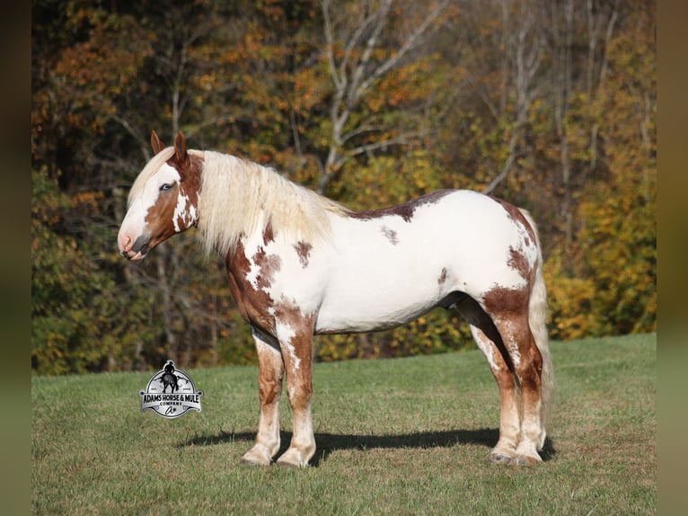 American Paint Horse Ruin 7 Jaar Overo-alle-kleuren in Mount Vernon, KY