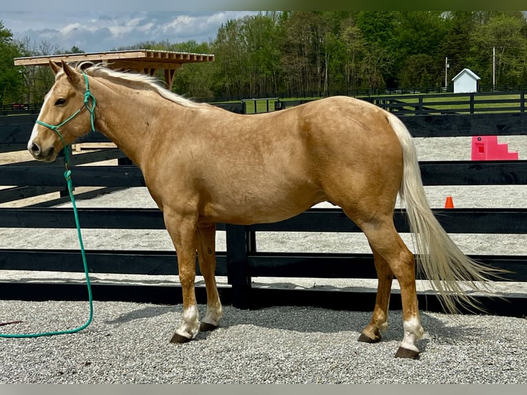 American Paint Horse Ruin 7 Jaar Palomino in Oxford