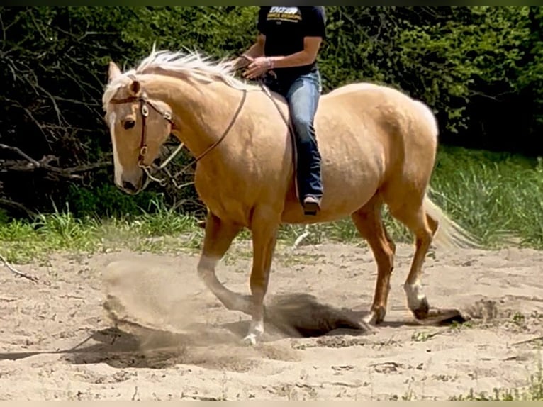 American Paint Horse Ruin 7 Jaar Palomino in Oxford