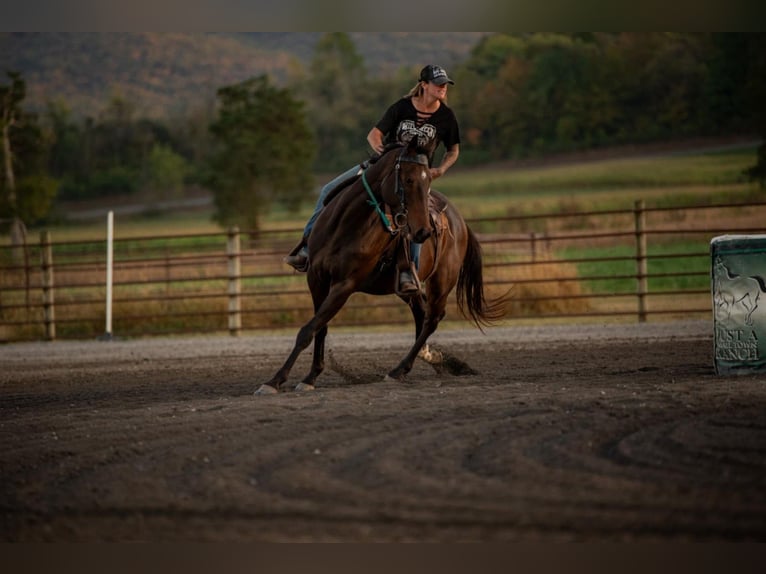 American Paint Horse Ruin 7 Jaar Tobiano-alle-kleuren in Mount Pleasant