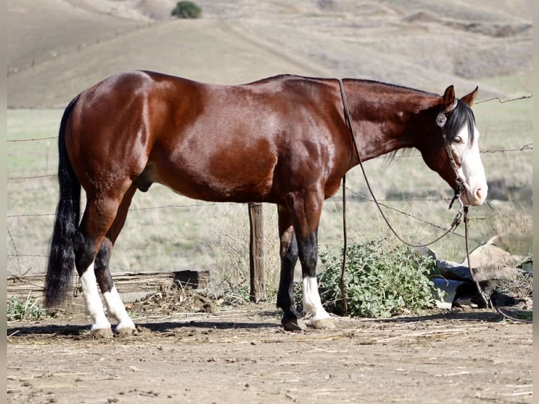 American Paint Horse Ruin 8 Jaar 137 cm Roodbruin in Paicines CA