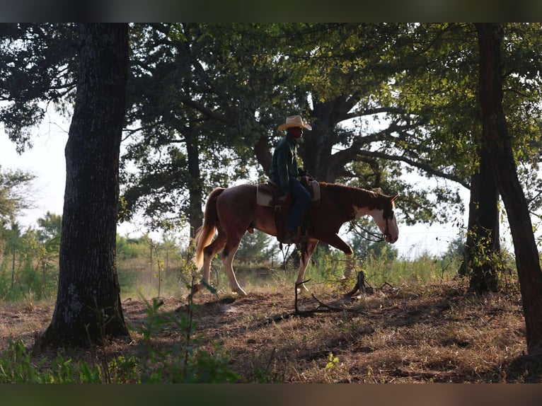 American Paint Horse Ruin 8 Jaar 142 cm in Mount Vernon, TX
