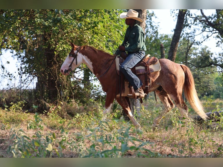American Paint Horse Ruin 8 Jaar 142 cm in Mount Vernon, TX