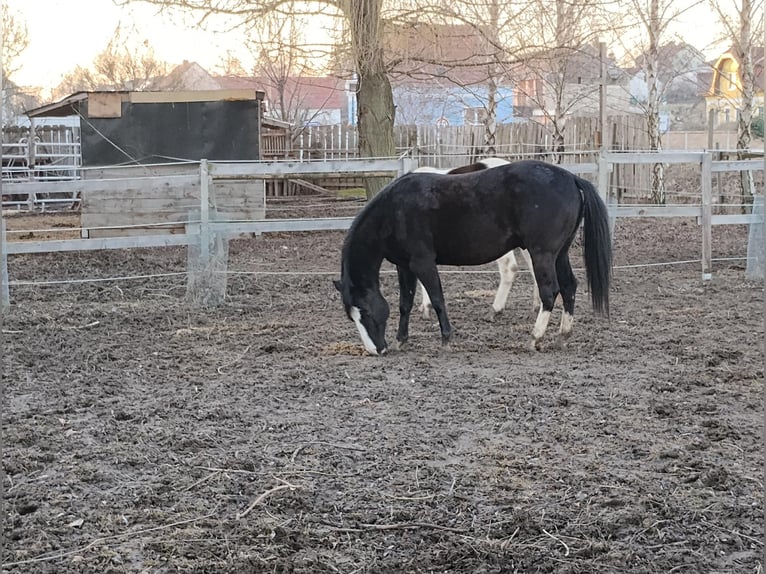 American Paint Horse Ruin 8 Jaar 148 cm Zwart in Klein Harras