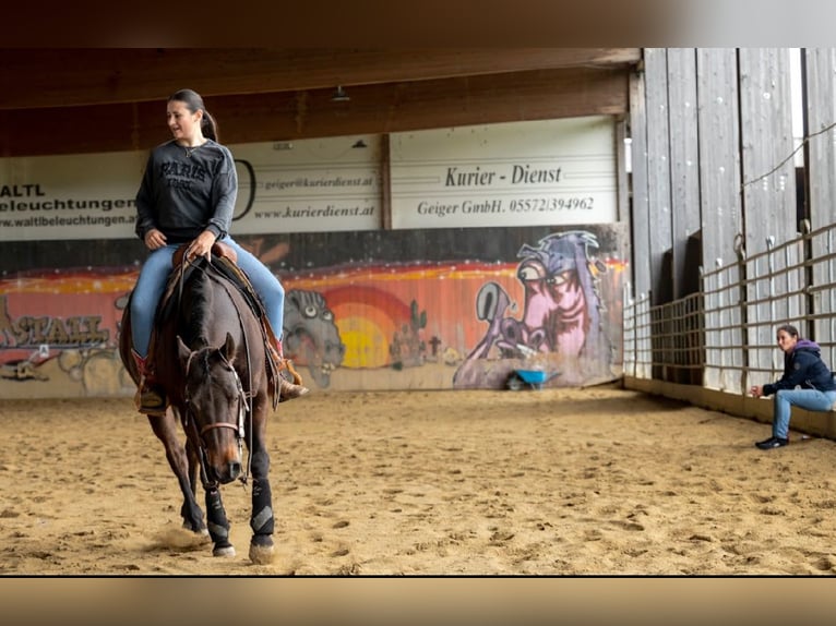 American Paint Horse Mix Ruin 8 Jaar 150 cm Bruin in Berneck