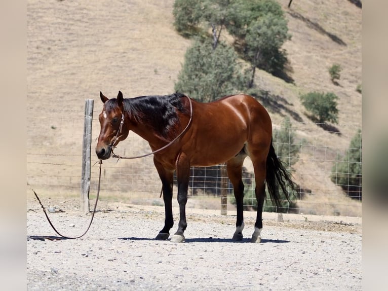 American Paint Horse Ruin 8 Jaar 150 cm Roodbruin in Paicines CA